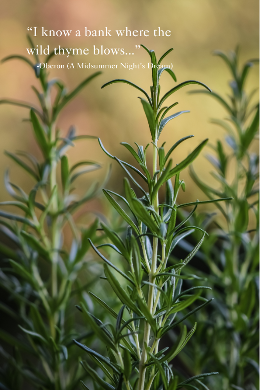 Thyme — Friends of Shakespeare Garden